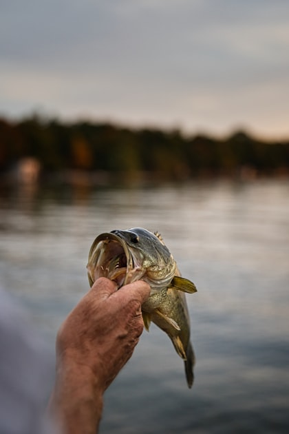 Essential Angling Techniques for Beginners